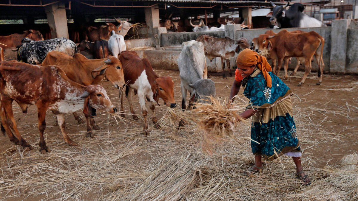Las residencias para vacas de la ‘tercera edad’ cada vez más popular en la India