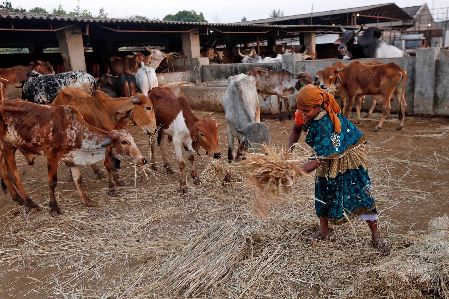 Las residencias para vacas de la ‘tercera edad’ cada vez más popular en la India