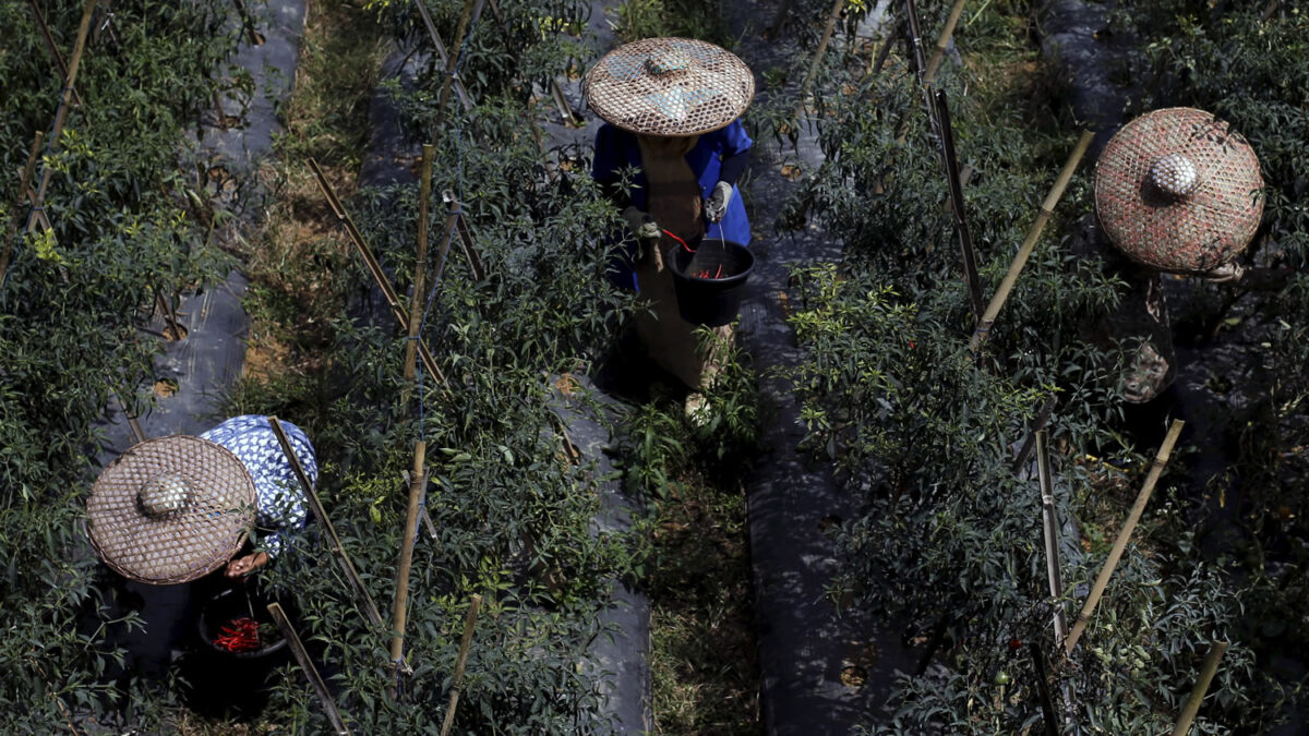 Científicos logran comunicarse con plantas mediante altavoces con ruido de insectos