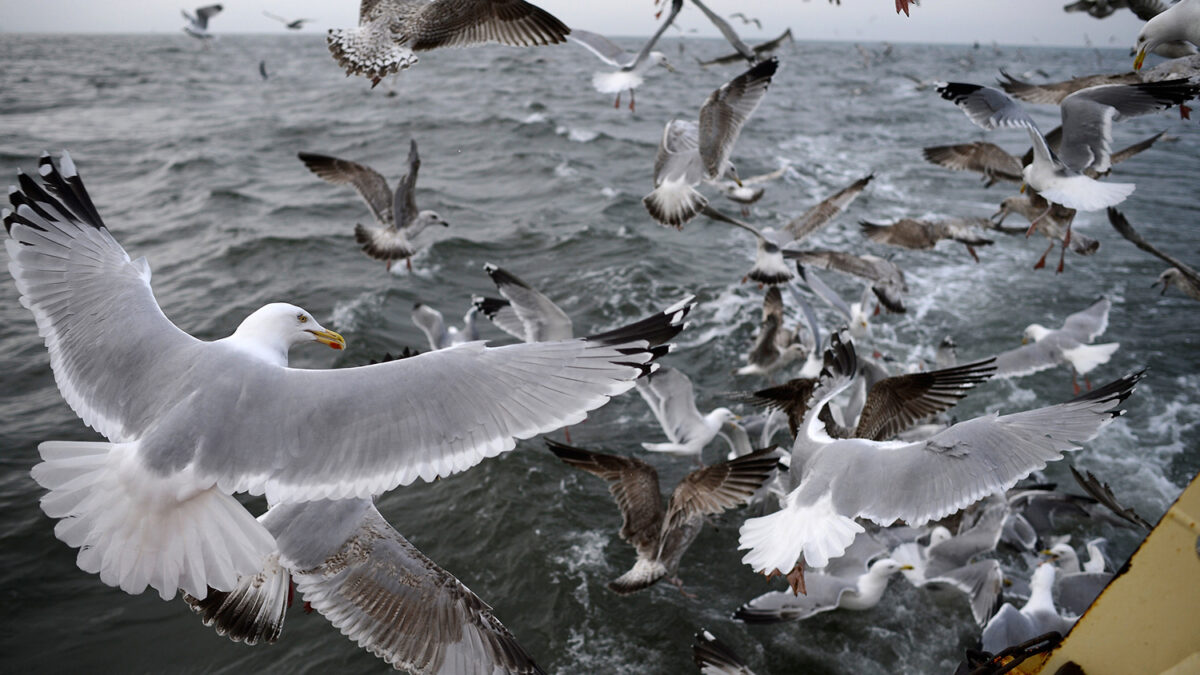 El 99% de las aves marinas se habrá tragado plástico en el año 2050