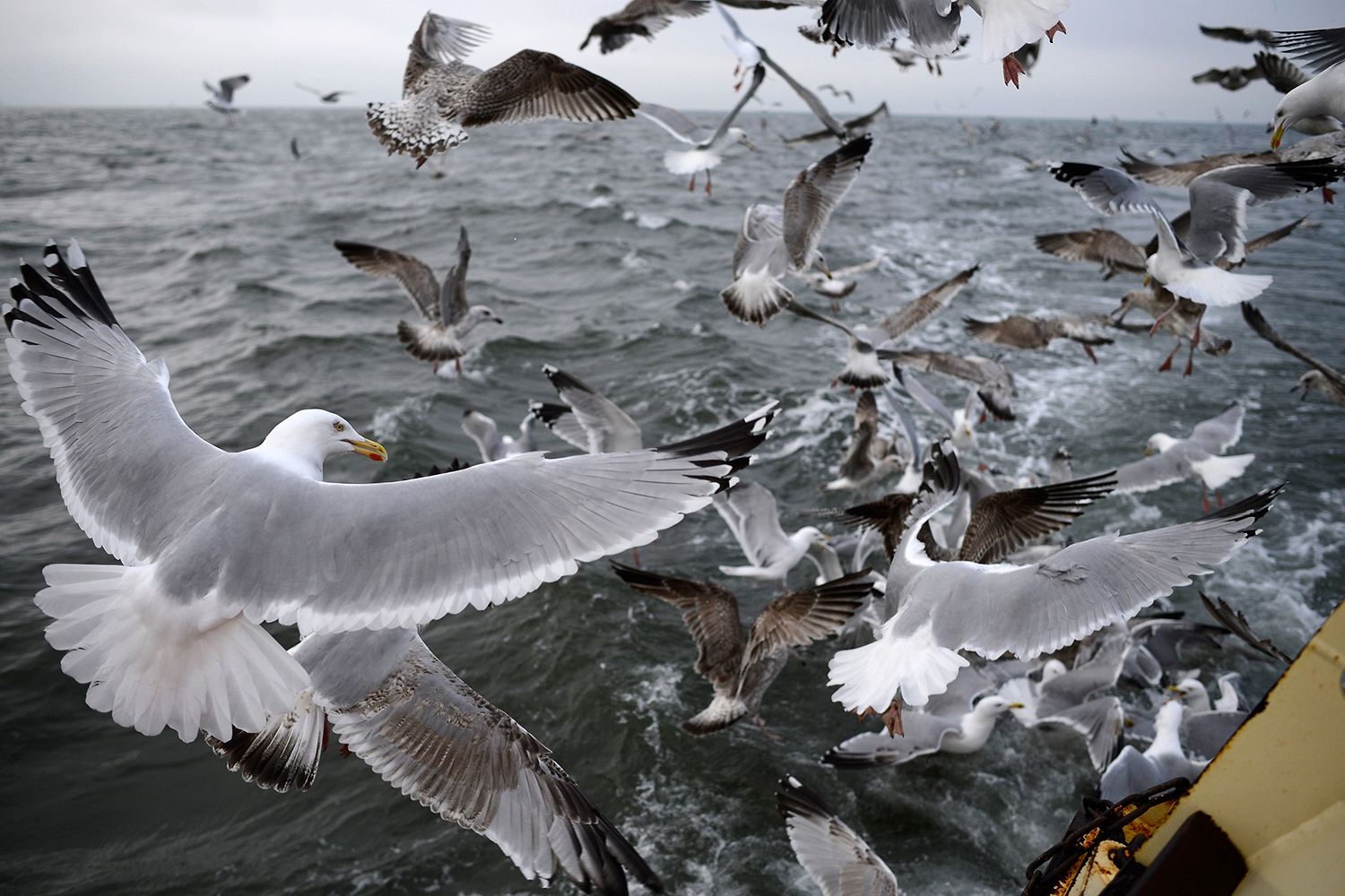 El 99% de las aves marinas se habrá tragado plástico en el año 2050