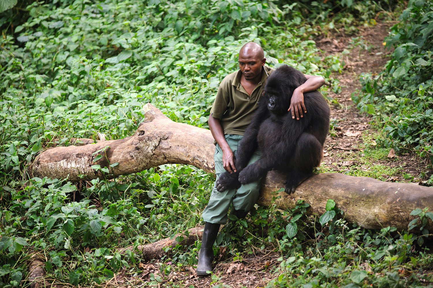 Emocionante abrazo entre hombre y gorila tras perder a su madre asesinada por cazadores furtivos