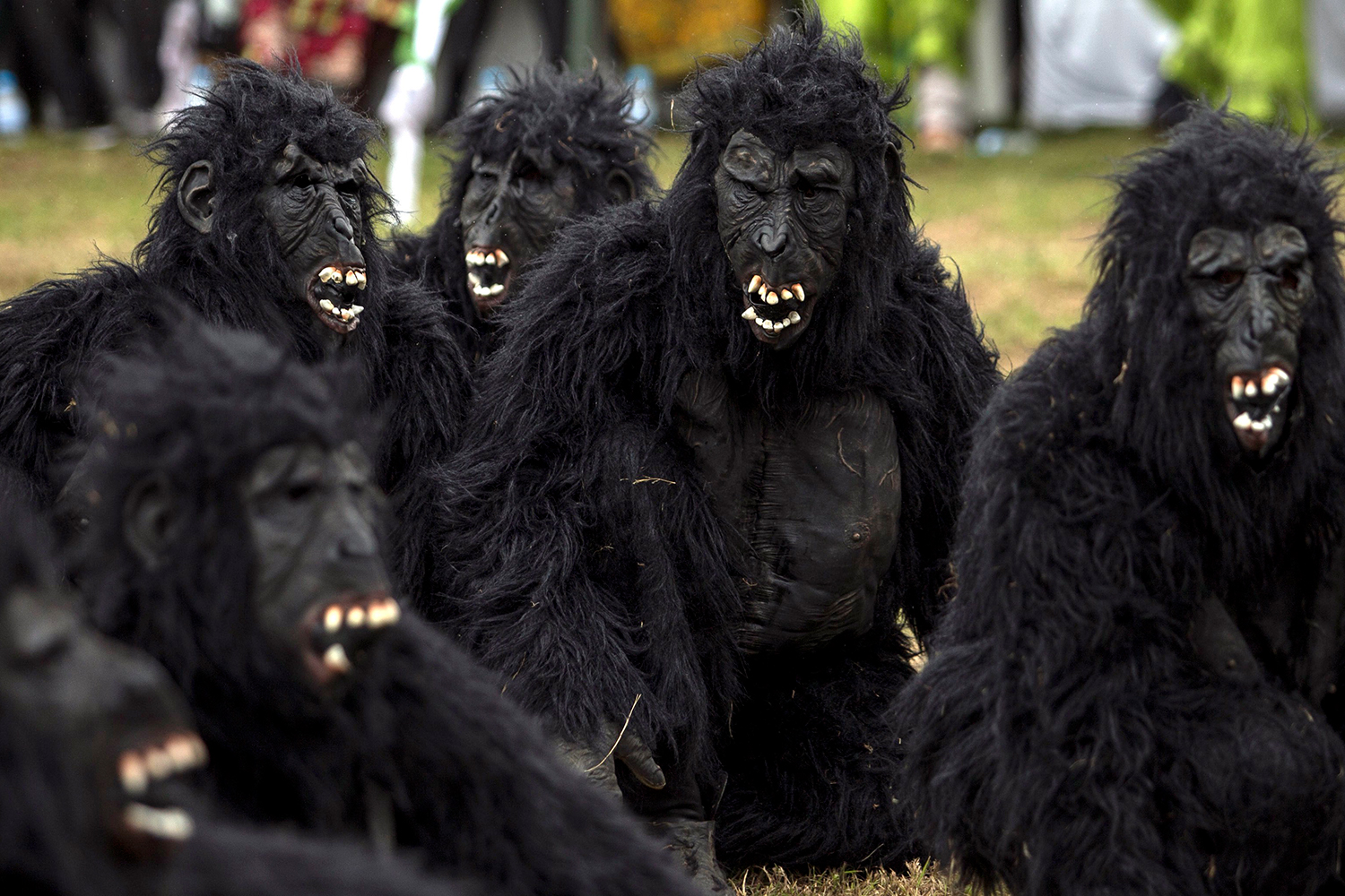 Decenas de personas se disfrazan de gorilas para dar nombre a 24 nuevos simios
