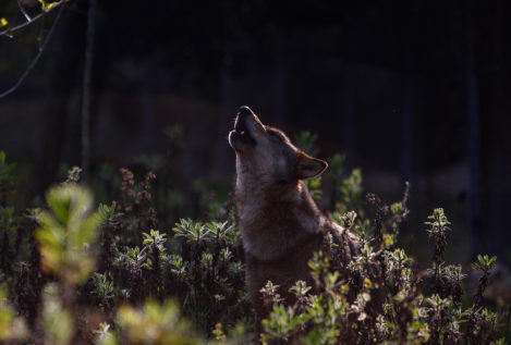 El lobo ibérico ya está en peligro de extinción en Andalucía