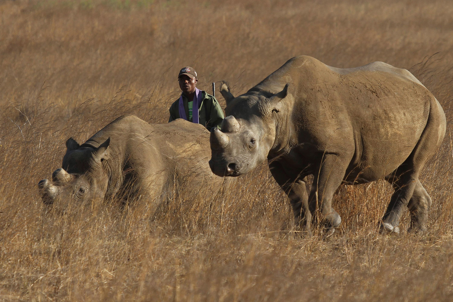 Un rinoceronte aplasta y mata a un guía en Zimbabue