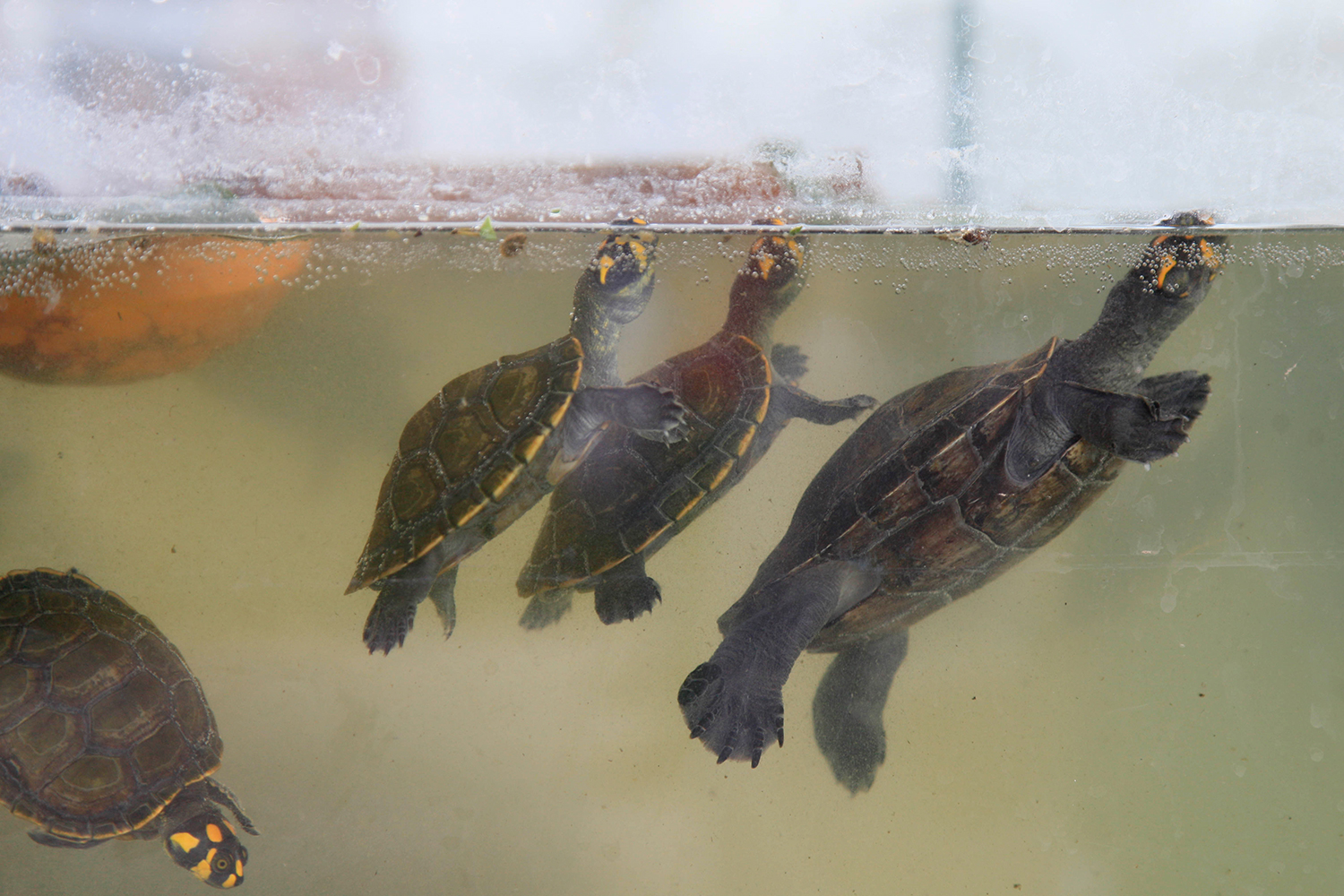 Liberan 3.000 tortugas criadas por una comunidad indígena