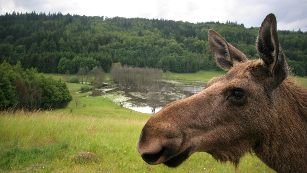 Un cazador mata a dos alces al no darse cuenta que estaban dentro de un zoológico