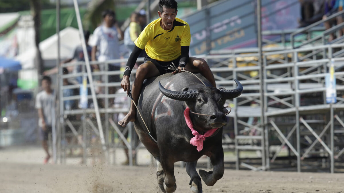 Cientos de búfalos miden su velocidad en la carrera anual de Chonburi