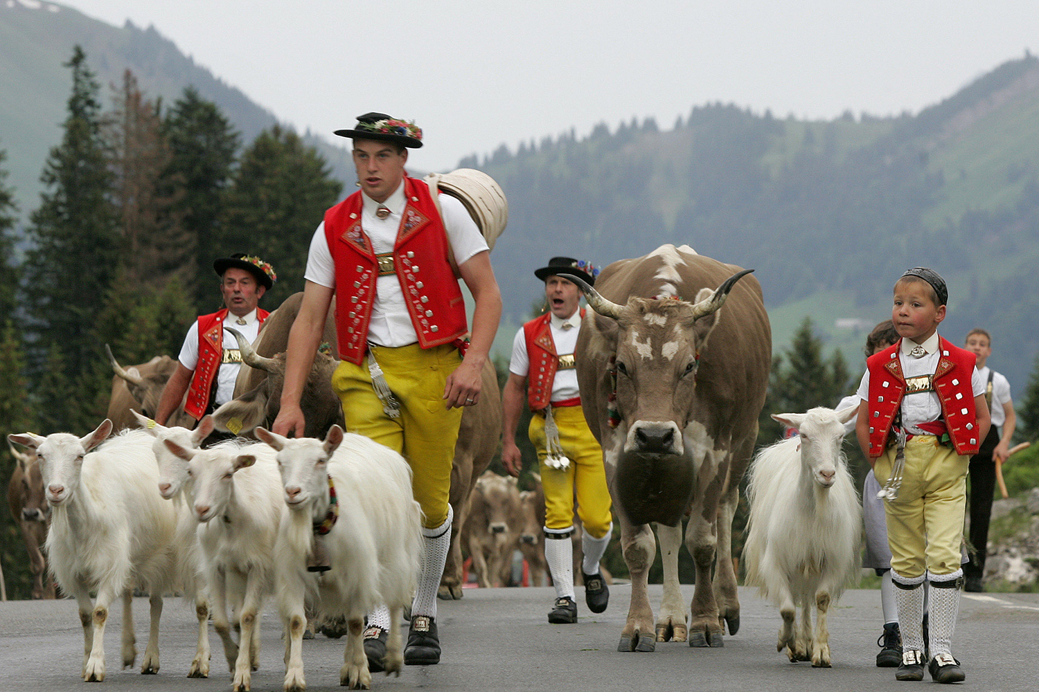 Una epidemia entre las cabras montesas de los Alpes podría acabar con el fondue de queso de Saboya