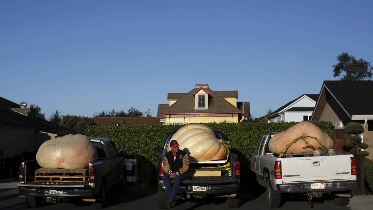 Las calabazas más grandes del mundo se citan en California