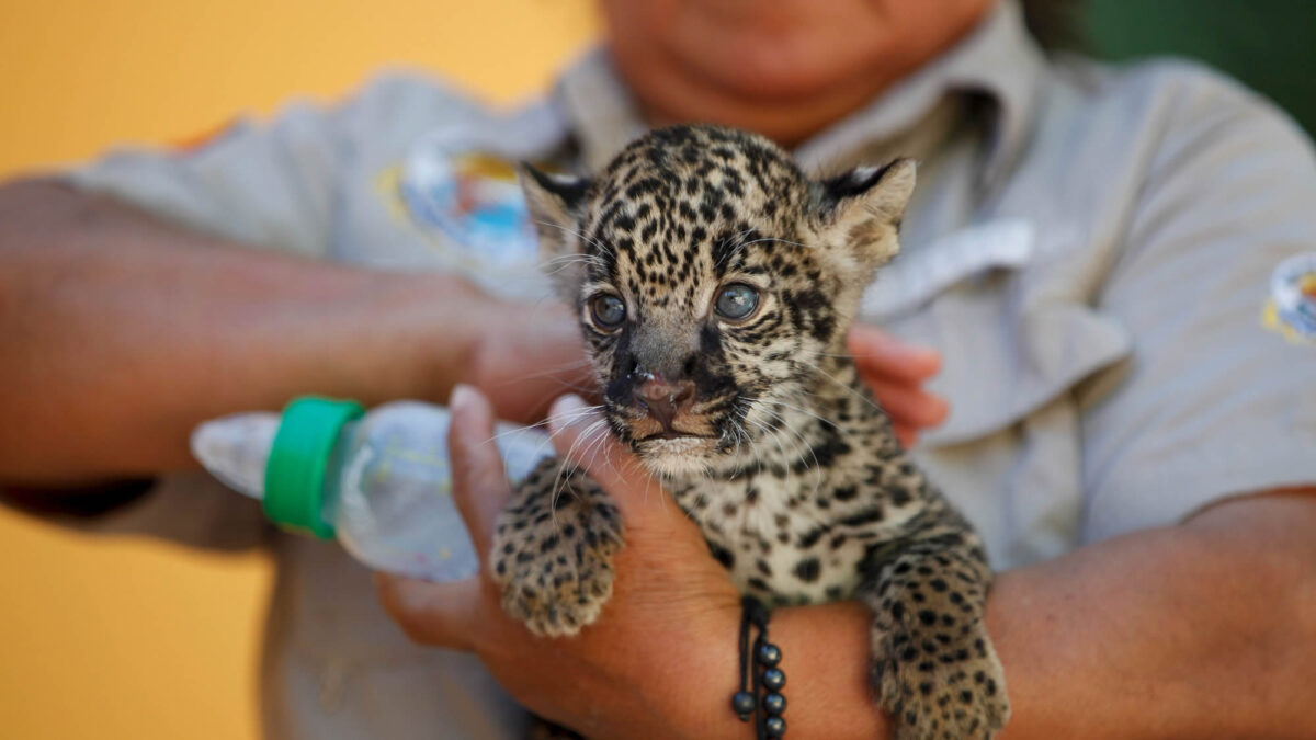 Un zoo mexicano presenta sus crías de jaguares a la hora del biberón