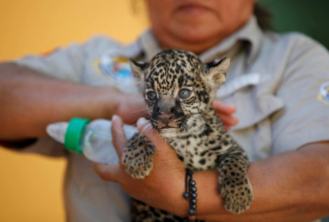 Un zoo mexicano presenta sus crías de jaguares a la hora del biberón