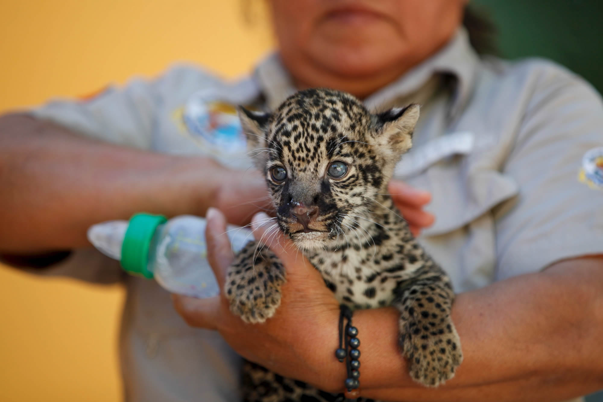 Un zoo mexicano presenta sus crías de jaguares a la hora del biberón