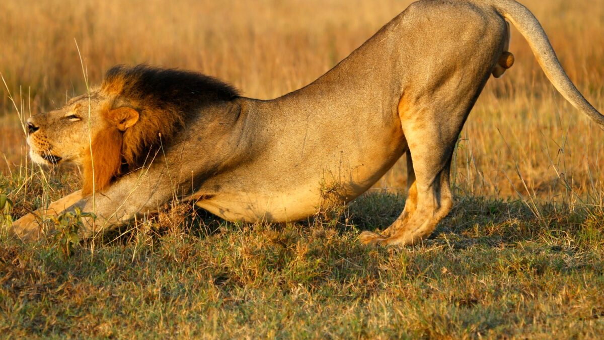 La población de leones de África se reducirá a la mitad en las próximas dos décadas