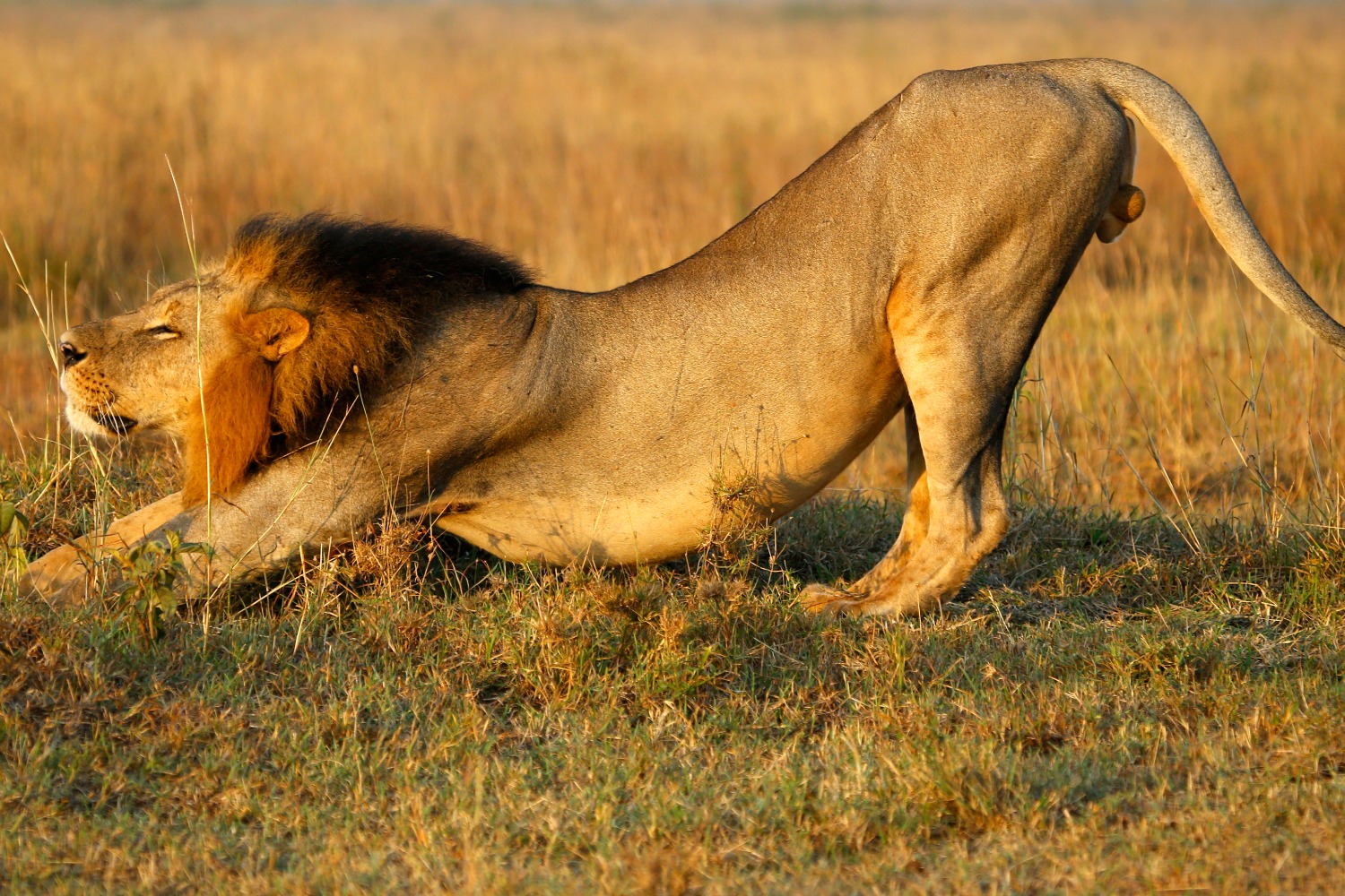 La población de leones de África se reducirá a la mitad en las próximas dos décadas