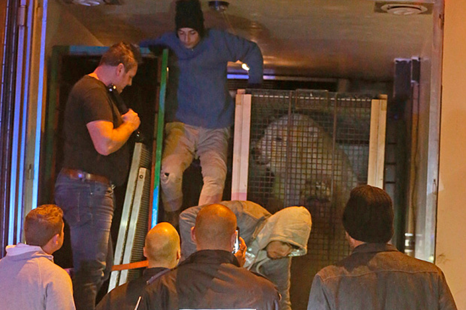 Inmigrantes intentan pasar a Reino Unido en un camión junto con un gigantesco oso polar