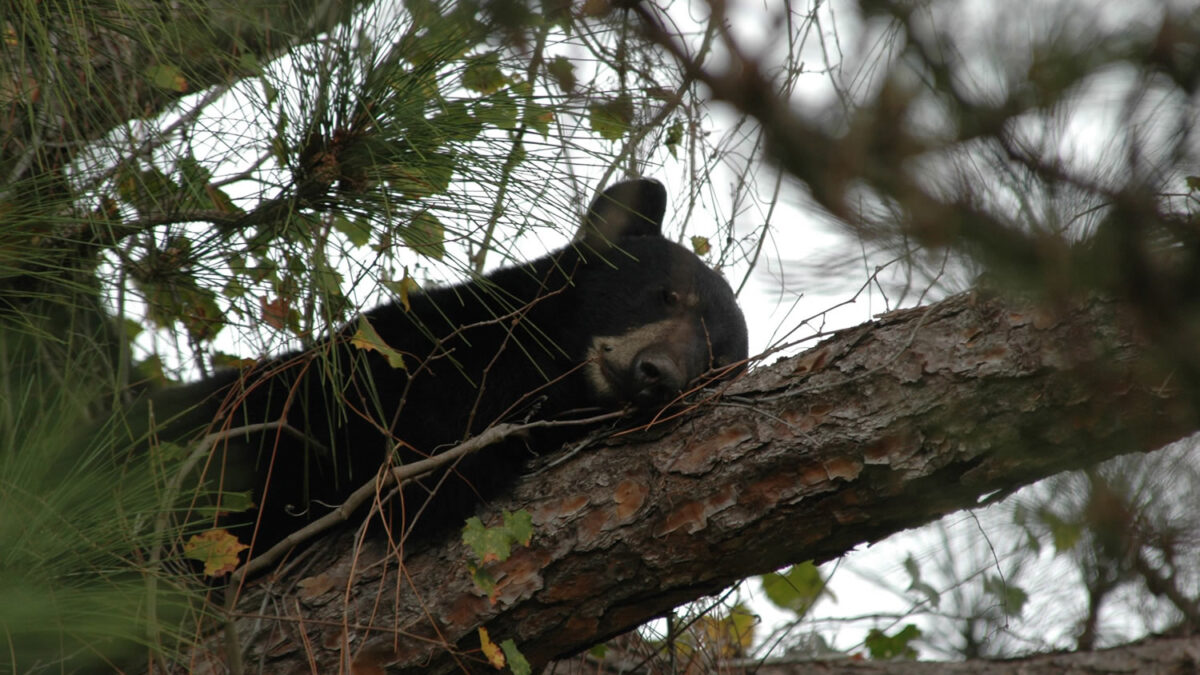 Cazadores matan más de 300 osos en Florida en un fin de semana