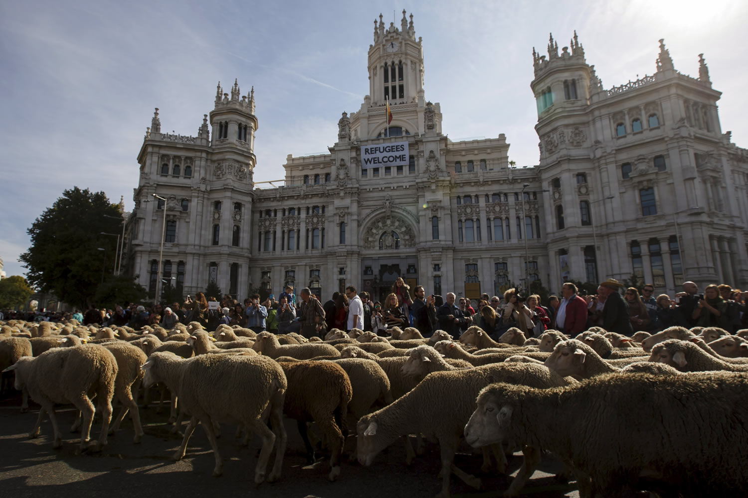 Miles de ovejas atraviesan las calles de Madrid huyendo del frío invierno del norte