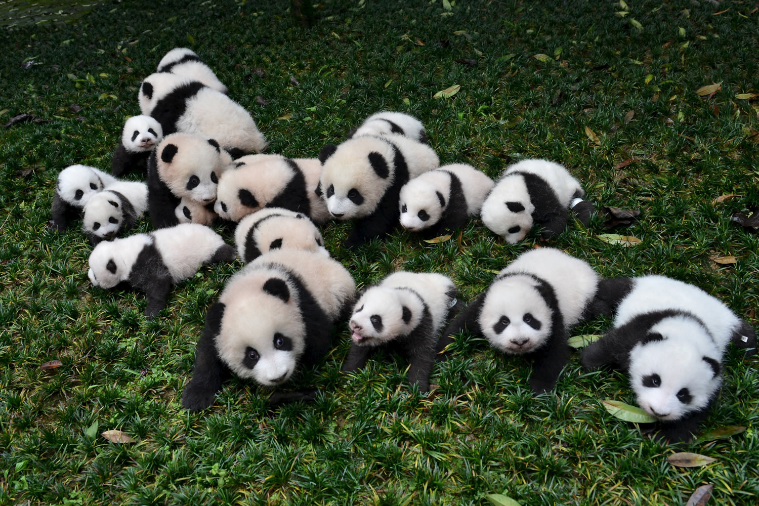 China muestra al mundo su mejor cara: 13 bebés de oso panda