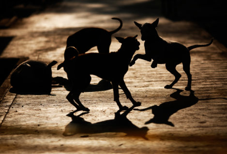 Varios perros atacan y matan a un niño de cinco años en Texas