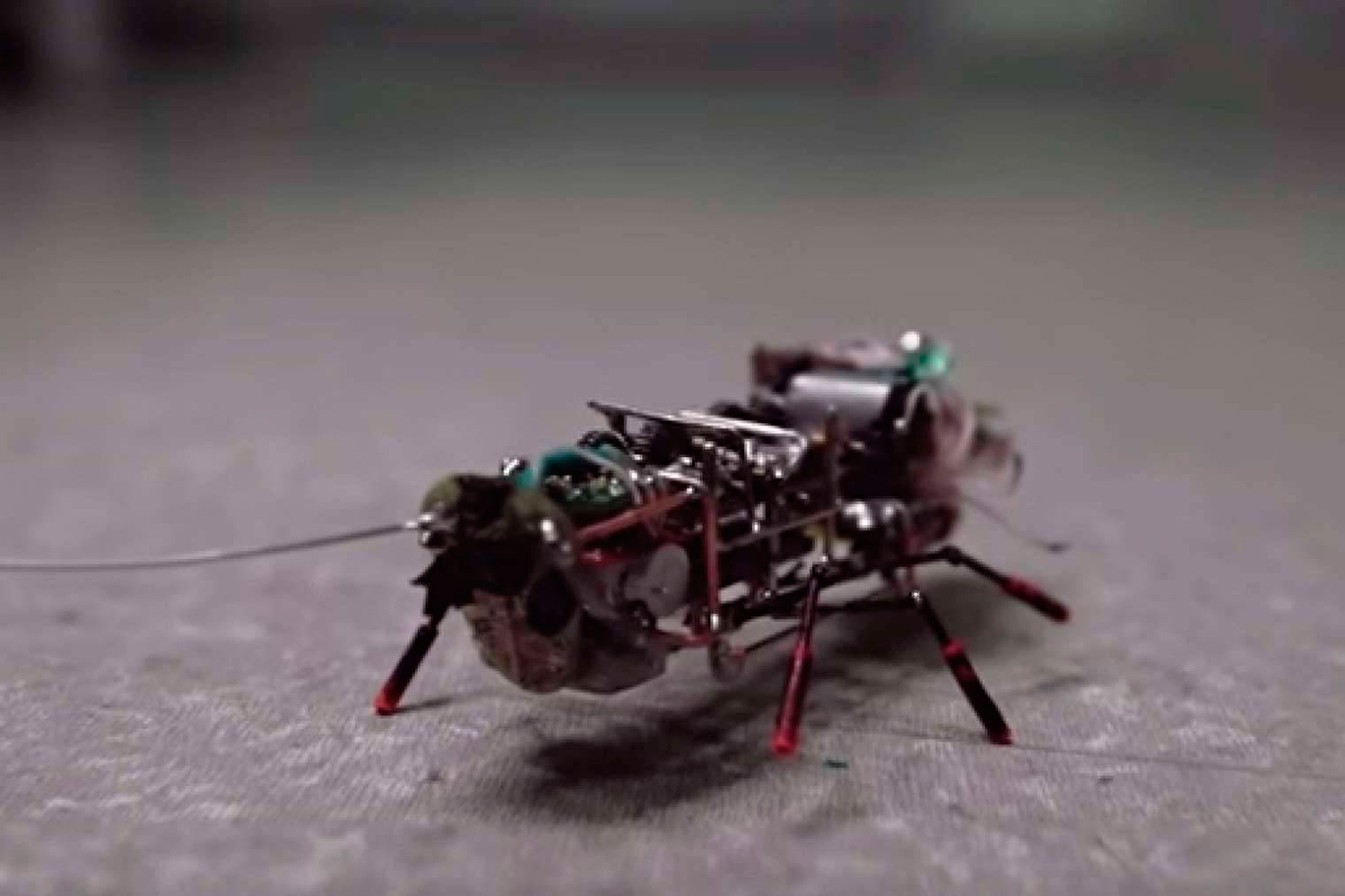 Rusos inventan una cucaracha robot ideal para misiones secretas