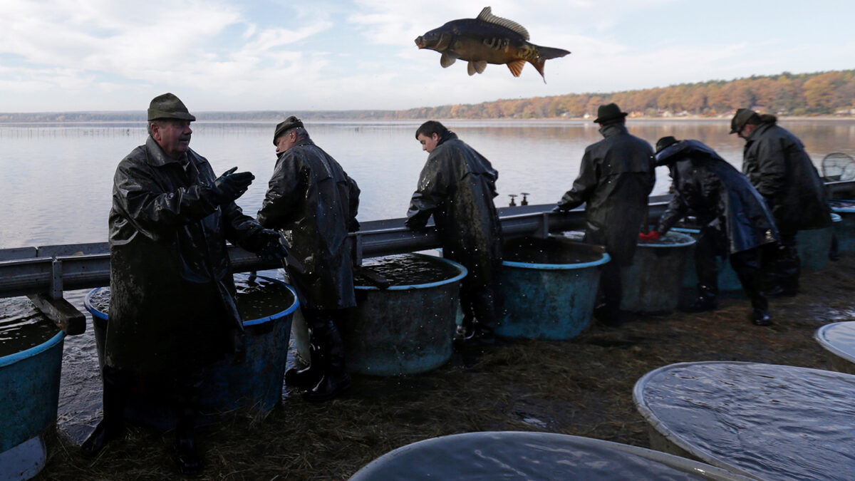 Carp fishing season begins in the Czech Republic