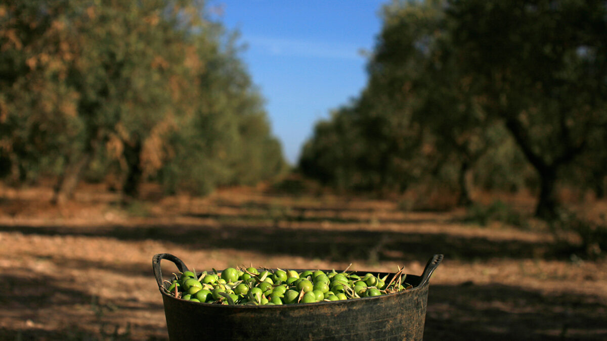 Public prosecutors investigate Italian olive oil fraud