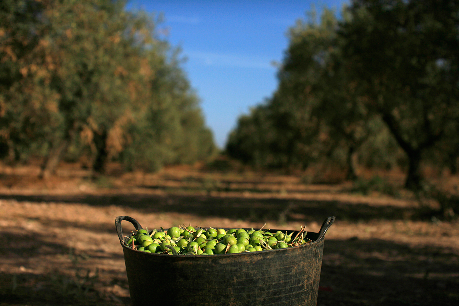 Public prosecutors investigate Italian olive oil fraud