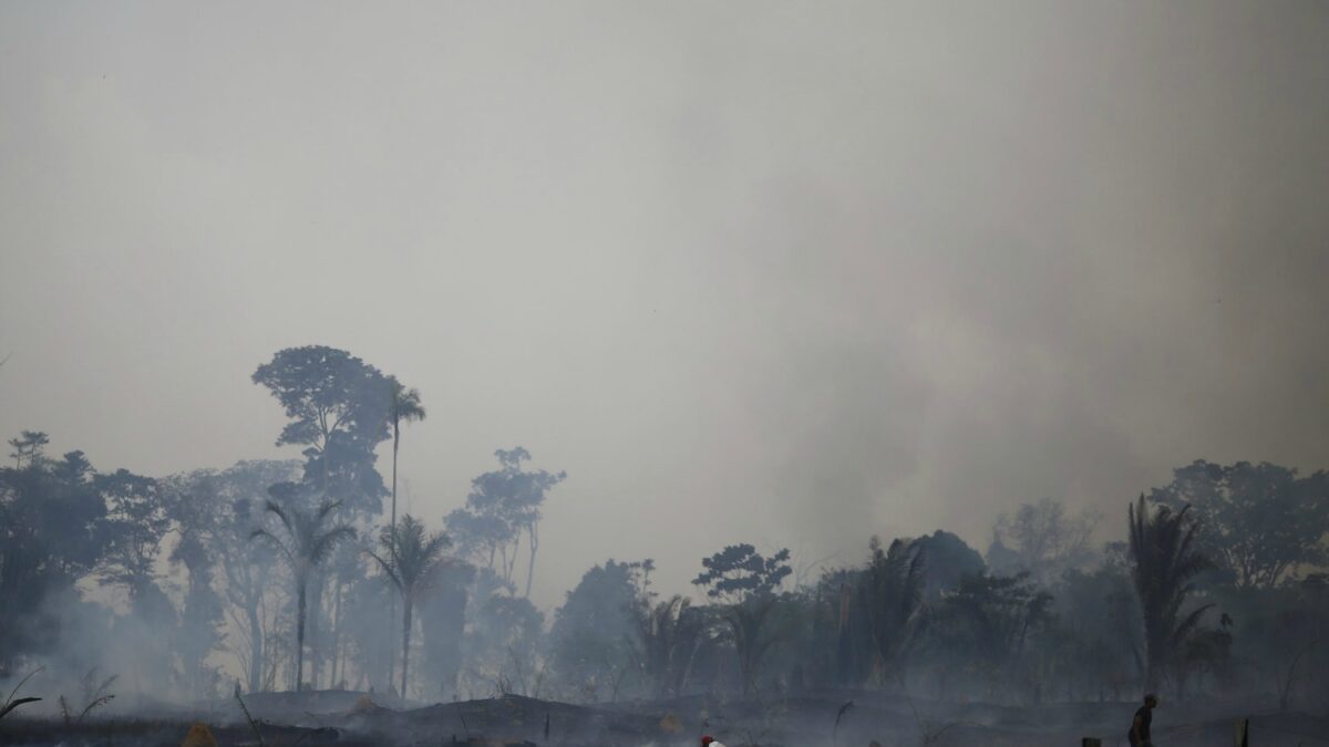 Illegal deforestation is eating up the Amazon