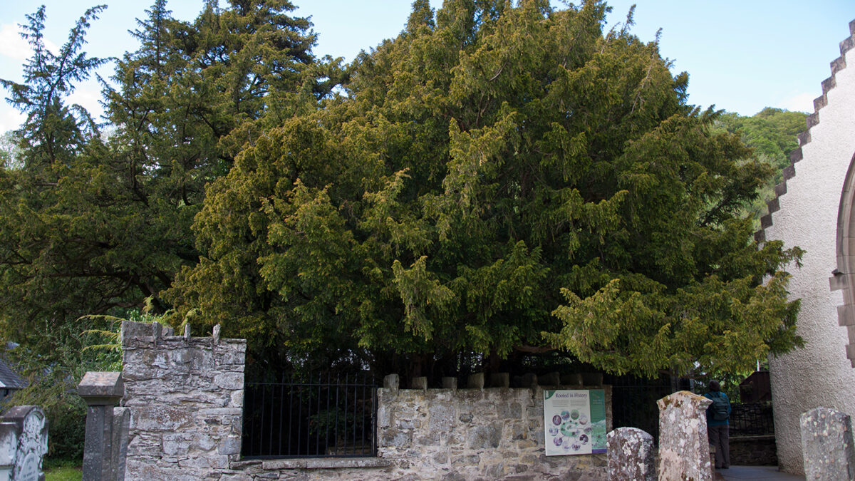 The oldest tree in world goes through sex change after 3,000 years