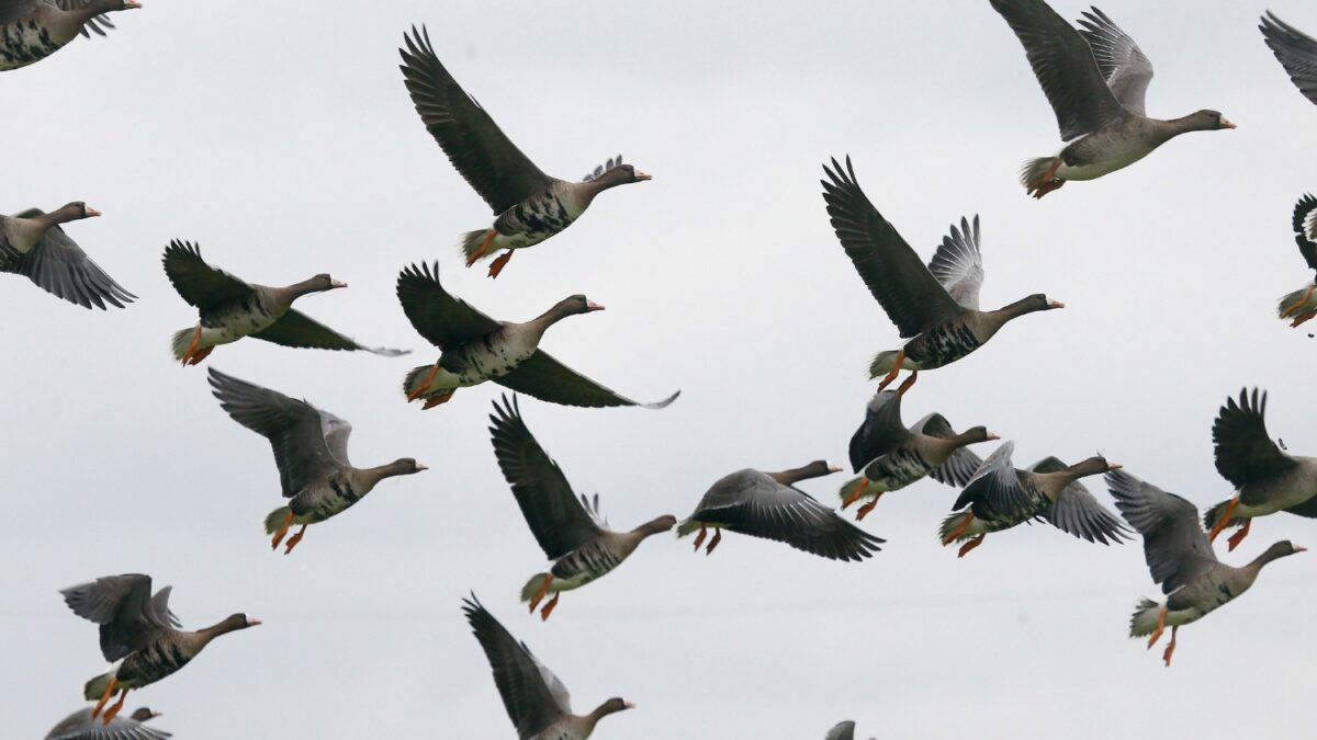 El plomo envenena a 100.000 aves al año