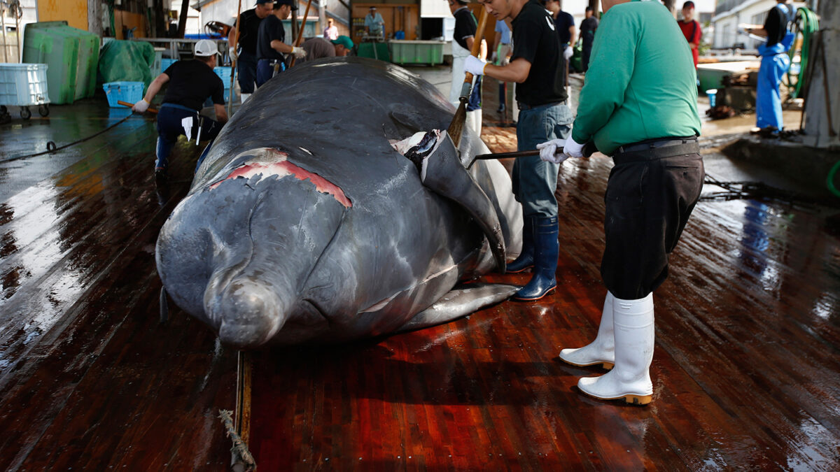 Japón retoma la caza de ballenas en el Antártico en contra de la Justicia internacional