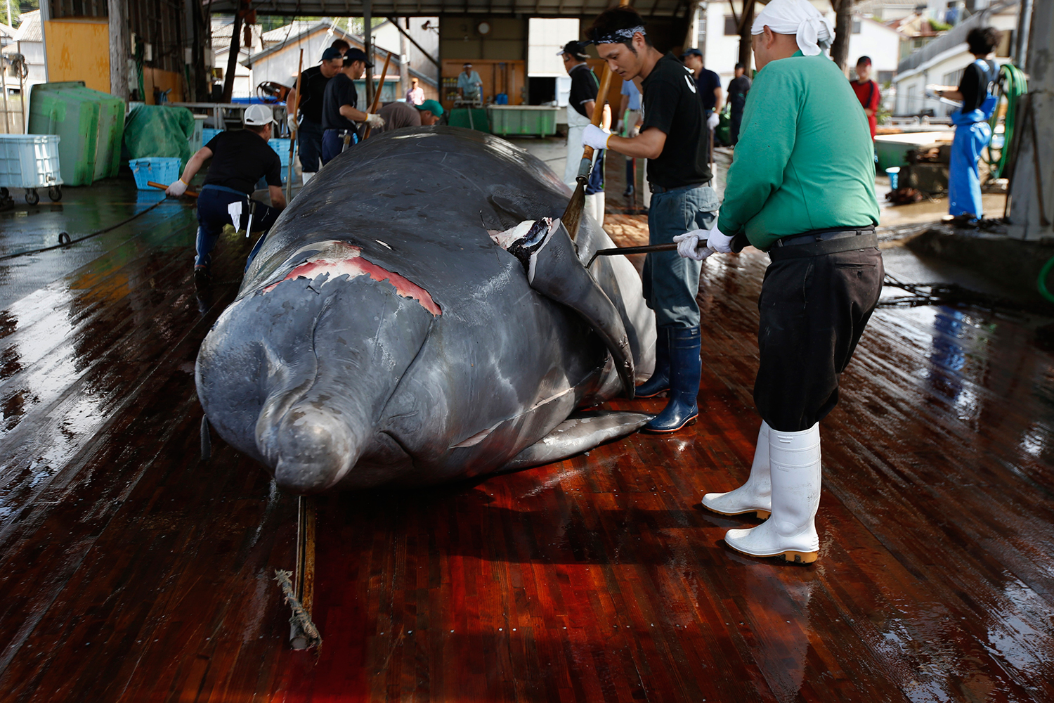 Japón retoma la caza de ballenas en el Antártico en contra de la Justicia internacional