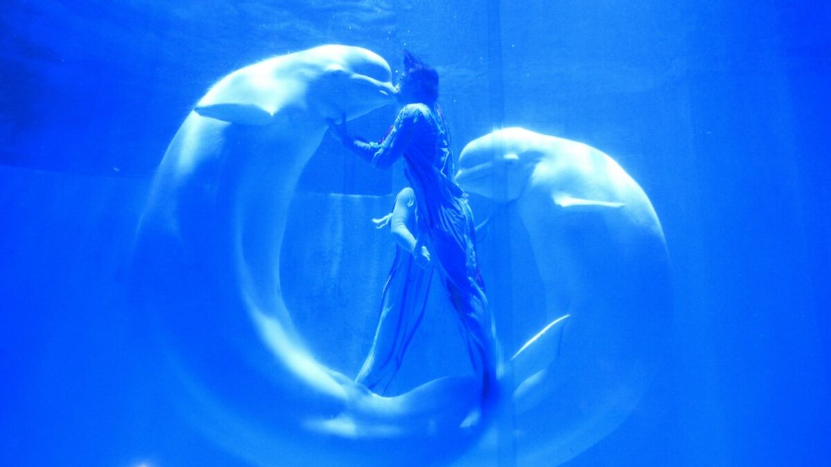 The affectionate belugas of a Chinese aquarium