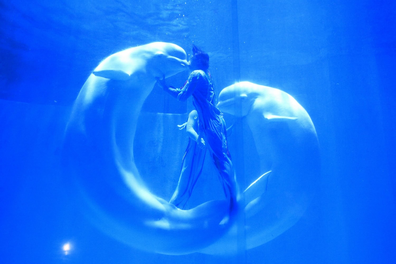 The affectionate belugas of a Chinese aquarium