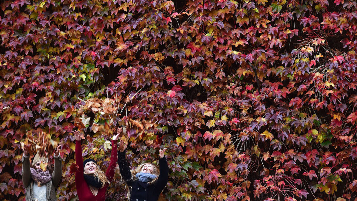 The healing power of forests