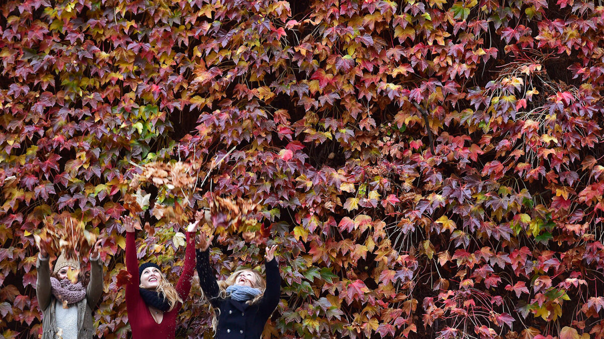 El poder curativo de los bosques