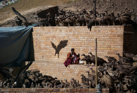 Tibetanos mantienen la tradición de dar sus muertos a los buitres