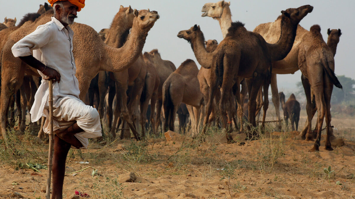 11,000 camels head to the desert for the largest fair of Asia