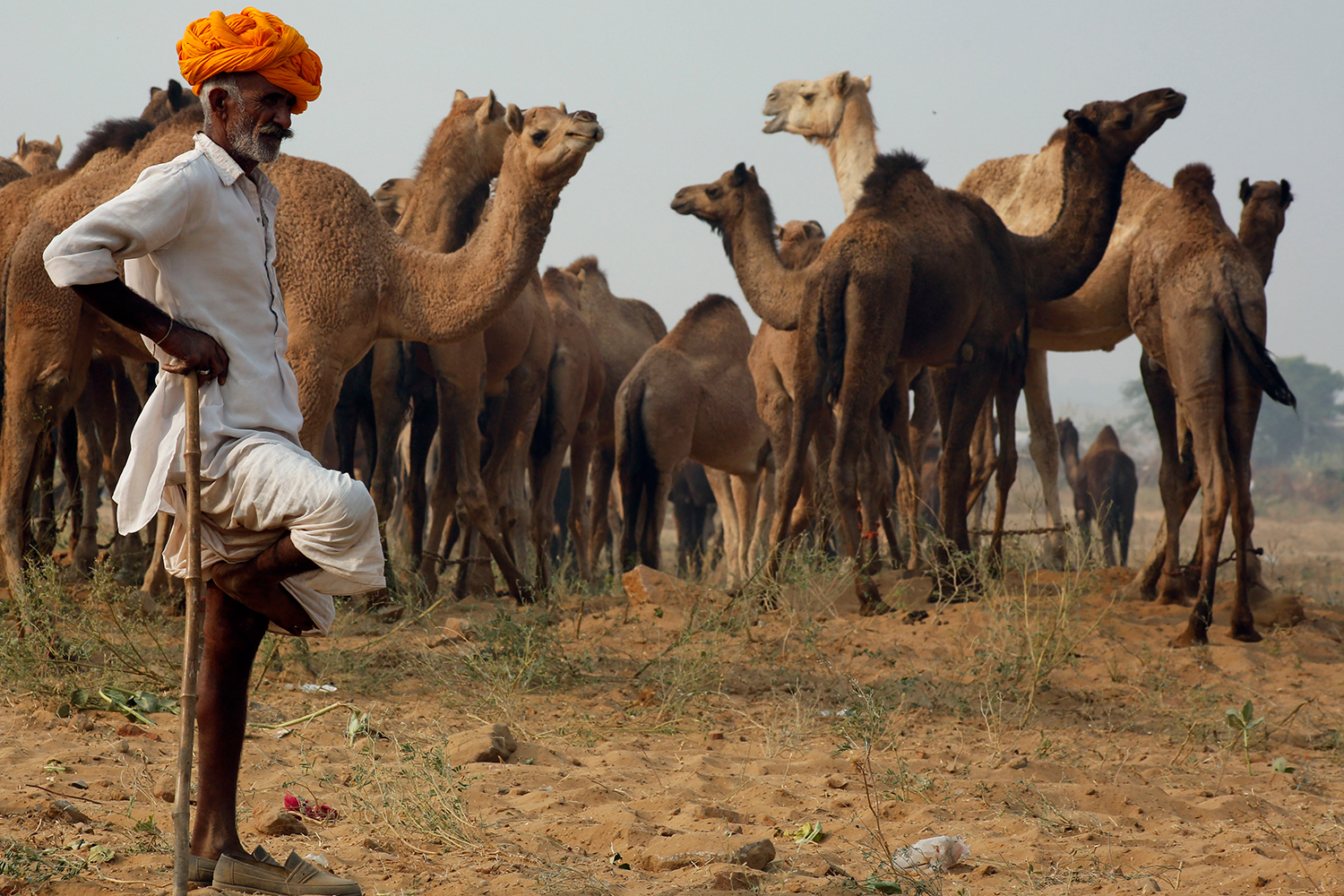 11,000 camels head to the desert for the largest fair of Asia