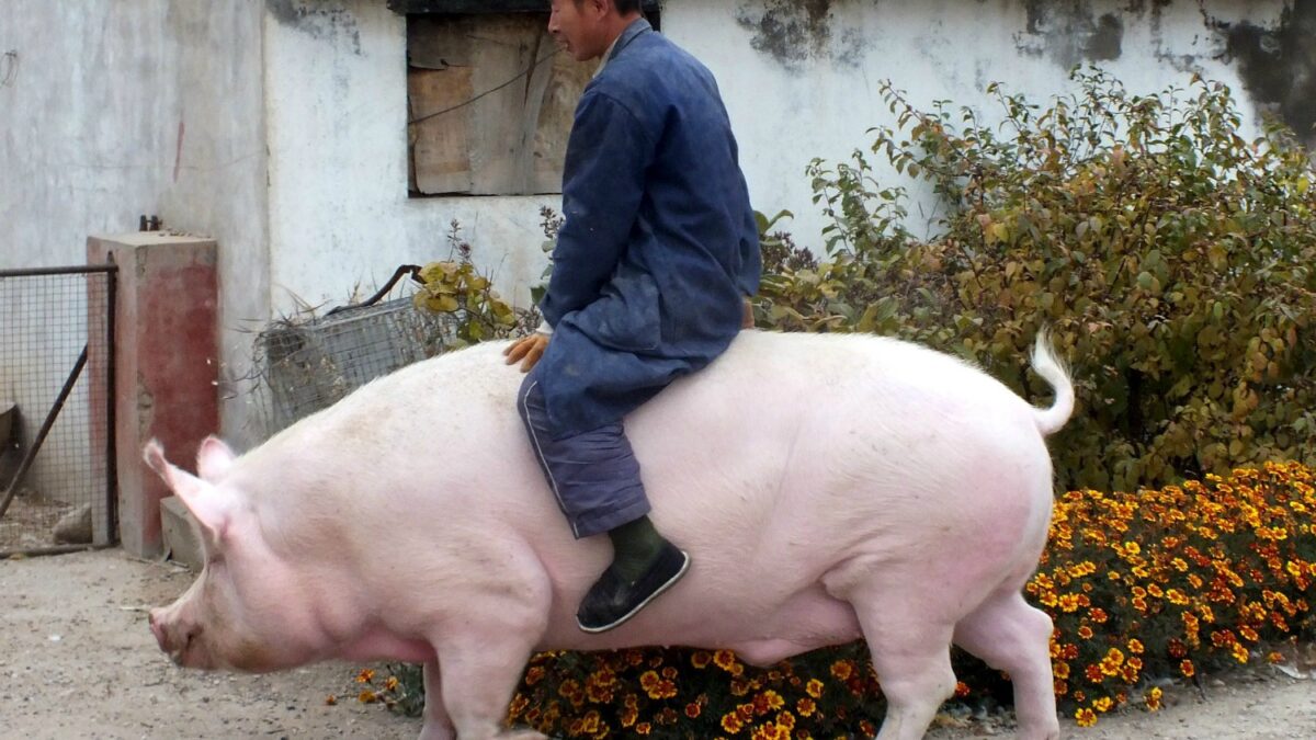 ‘Big Precious’, the 600-kg pig that was pardoned by his caretaker