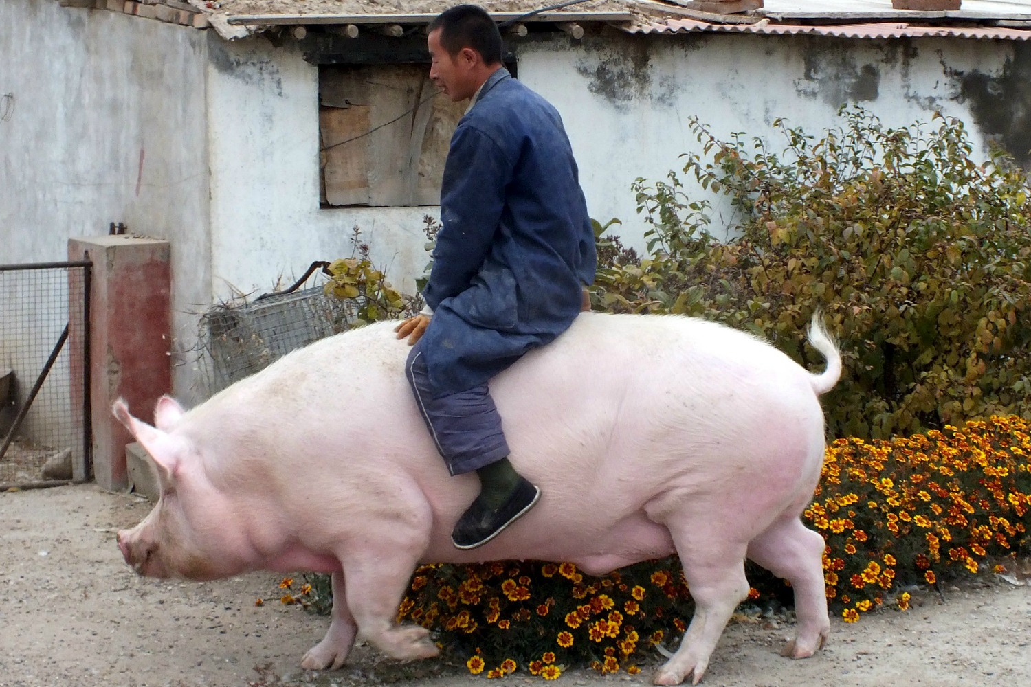 ‘Big Precious’, el cerdo de 600 kilos que fue indultado por su cuidador
