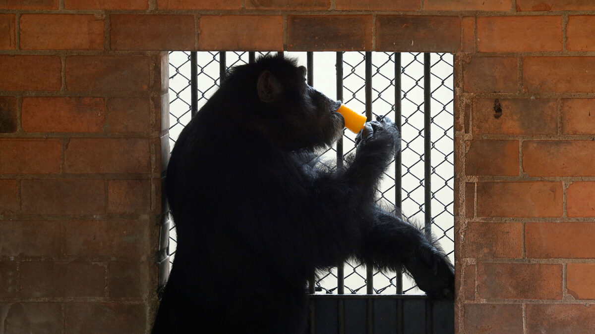 EEUU pone fin a la investigación con chimpancés