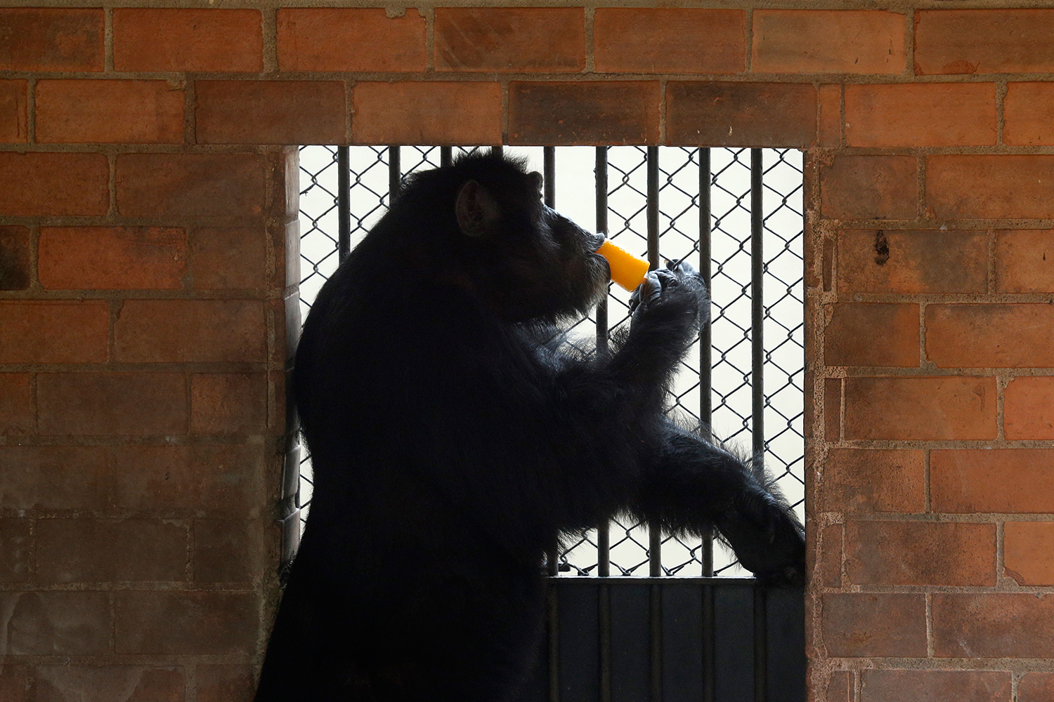 EEUU pone fin a la investigación con chimpancés