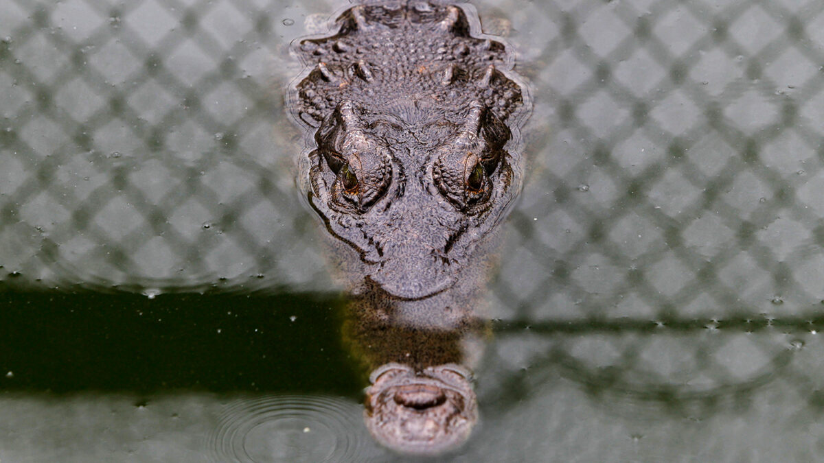 Indonesia builds a jail on a remote island guarded by crocodiles