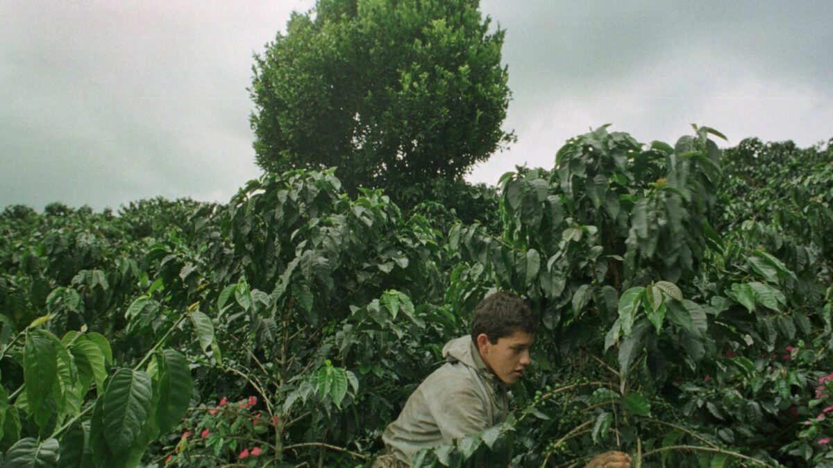 Drought threatens world’s best coffee reserves