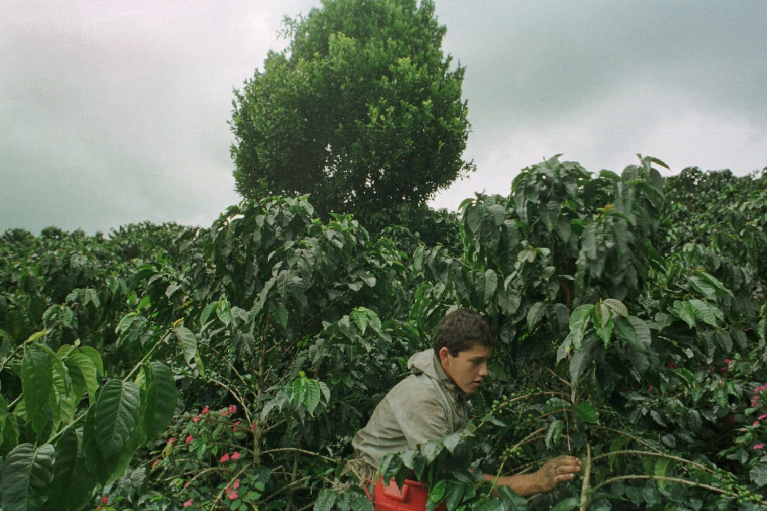 Drought threatens world’s best coffee reserves