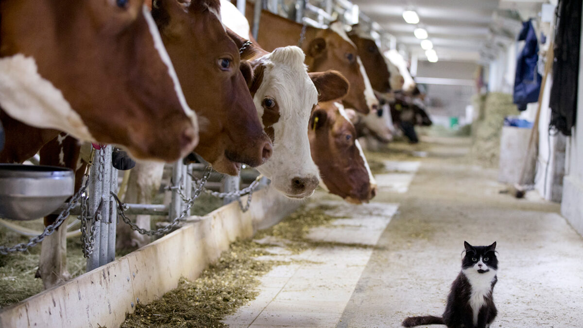 China abrirá el mayor centro de clonación de animales del mundo en 2016