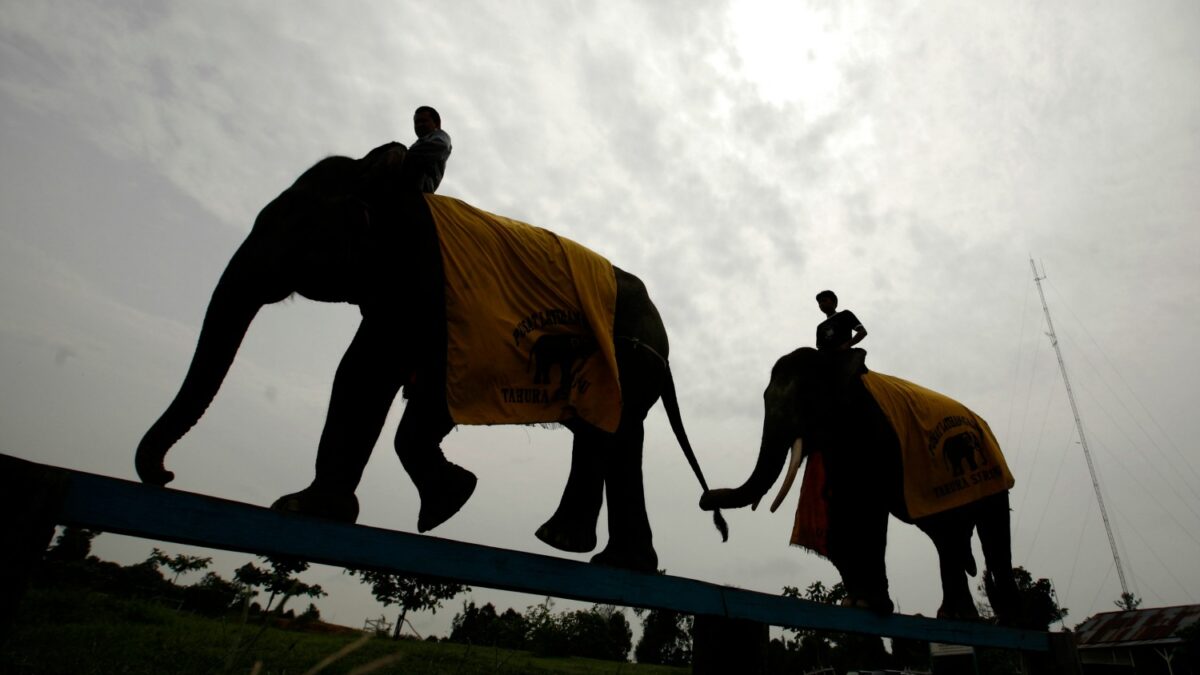 Elephants turned forest guards in Indonesia