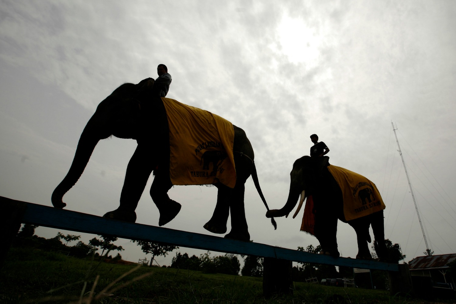 Elefantes convertidos en vigilantes forestales en Indonesia